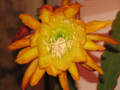 Epiphyllum "FRENCH GOLD" cactus cutting | eBay