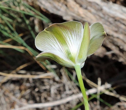 Calochortus bruneaunis | Green Stripe Mariposa Lily | 10 Seeds - Picture 6 of 6