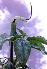Arisaema Jack The Pulpit Himalayans Green Leaves Near The Top Tortuosum 10 Seeds