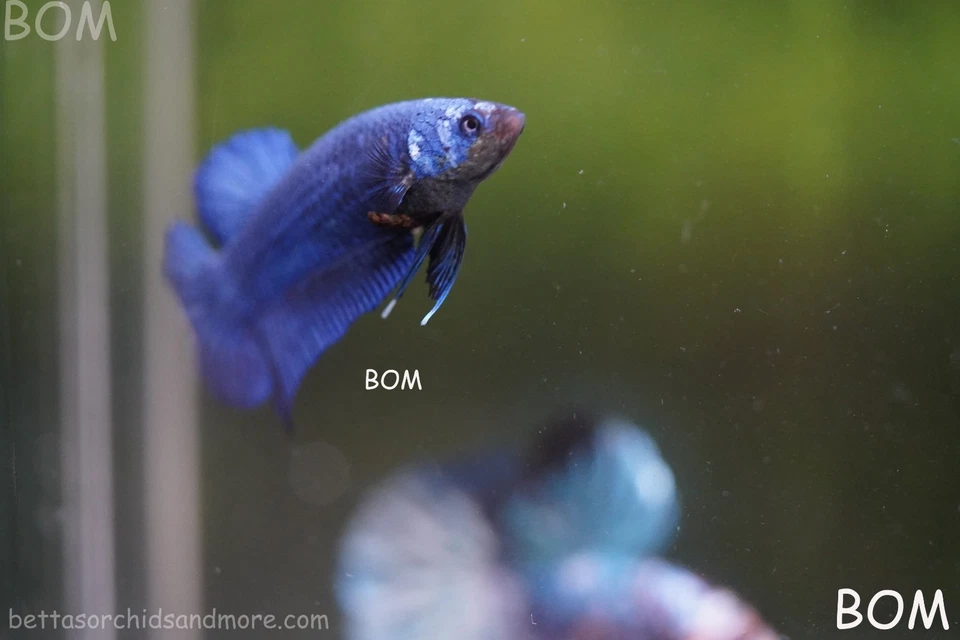LIVE BETTA GIANT FEMALE BLUE SERIES | BOM-A450 - Image 3 of 4