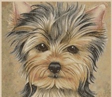Yorkshire Terrier Counted Cross Stitch Chart No.2-433A 