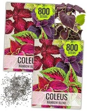 Coleus Seeds for Planting Rainbow Painted Nettle - 2 Packs 1,600 Seeds 