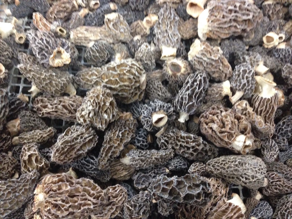 BUMPER CROP SALE! ONE FULL POUND WILD Morel Mushrooms, Whole (Dried) , 2025 Crop - Image 2 of 3