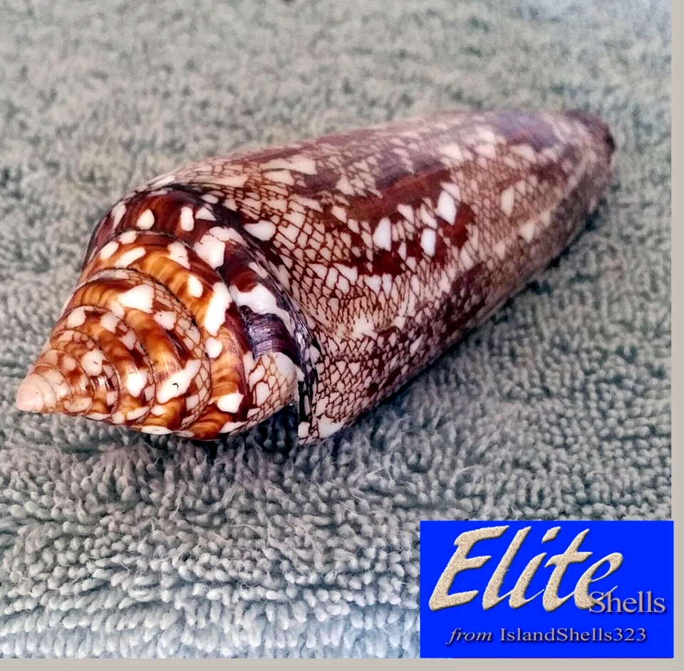 Conus Bengalensis #1 120.5mm ULTRA! GIANT RARE BEAUTY from Thailand - Image 3 of 4