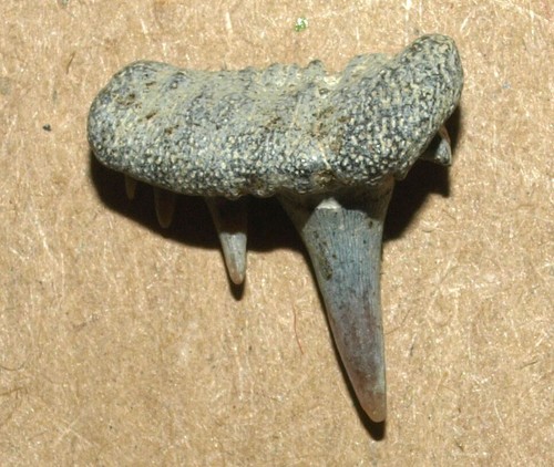 Shark tooth -Paraorthacodus recurvus, Cretaceous of Russia, uncommon white color - Picture 8 of 15