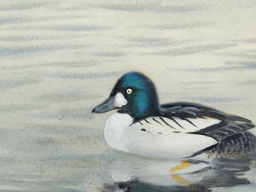 PHILIP RICKMAN, GOLDENEYE DUCK, 1971 SIGNED ORIGINAL WATERCOLOUR PAINTING FRAMED - Picture 19 of 24