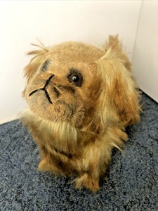 teddy bear pekingese
