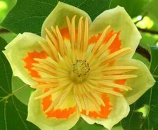 20 Tulip Poplar Tree Seed Liriodendron tulipifera Fast Growing Fall Colors Hardy