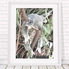 Koala - Australian Native Poster Picture Print Sizes A5 to A0 **FREE DELIVERY**