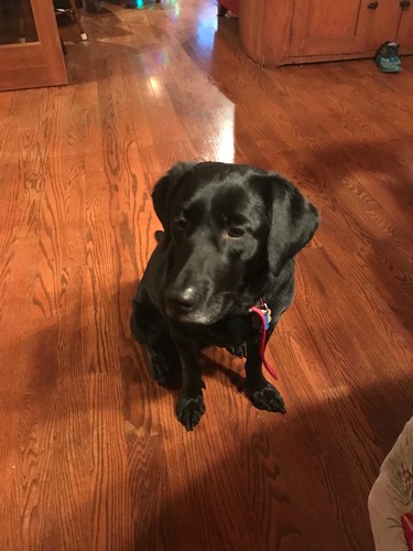 Vintage Fire King Vitrock Red Little Bo Peep Divided Baby Feeding Plate Free Shi - Picture 10 of 11