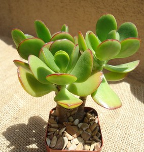 Jade-Plant-Cuttings-4-cuttings-of-red-tip-jade-plant