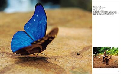 The World's Most Beautiful Butterfly Encyclopedia Japanese by