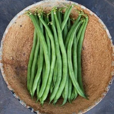 Beans, Pinto Bush , 1/2 Pound NON-GMO, Heirloom, Organic, Amish Seed NON  HYBRID