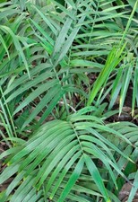 Chamaedorea radicalis X microspadix COLD HARDY BAMBOO PALM HYBRID - 1 Plant!