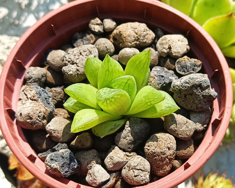 Haworthia cymbiformis rare succulent cactus casti live plant free gift - Image 3 of 4