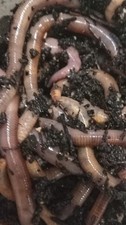 1/8 lb. Red Wiggler Worms for Fishing Bait or Pet Food/Treat 100-125 worms 