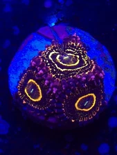 Stratosphere Zoa WYSIWYG Live coral frag Lps Sps