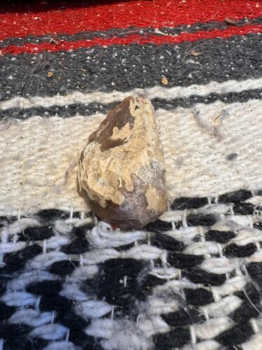 Rascador de espalda de tortuga período bosque encontrado en Kentucky. C3 - Imagen 17 de 18