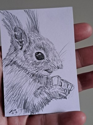 Original ACEO GRAPHITE Art Sketch Card ATC RED SQUIRREL Signed Jesamine James