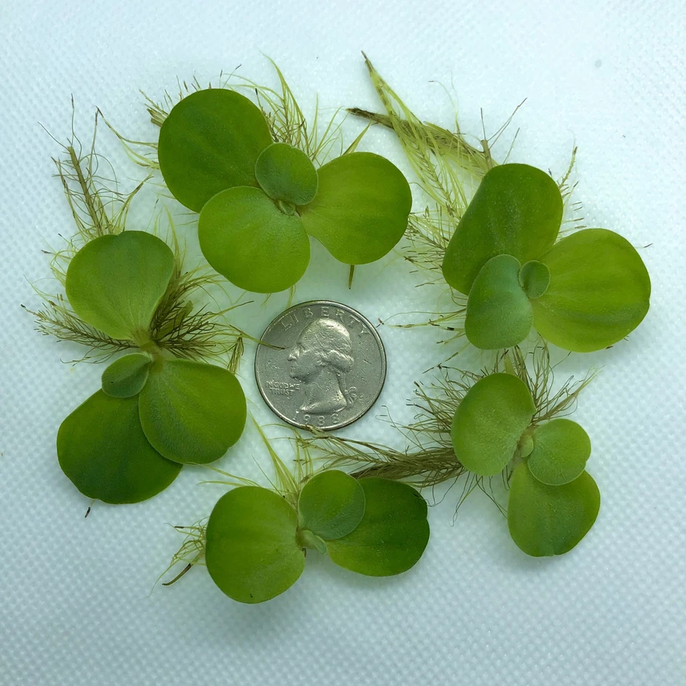 12+ Leaf Dwarf Water Lettuce (+FREE BONUS PLANT) Floating Plant for Aquarium - Image 2 of 4