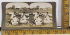 Antique Photo Sheep shearers at work Oxford Downs Illinois Stereoscope