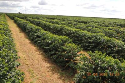 2lb/40lb - Brazil Peaberry   Specialty Grade   Unroasted Green Coffee Beans