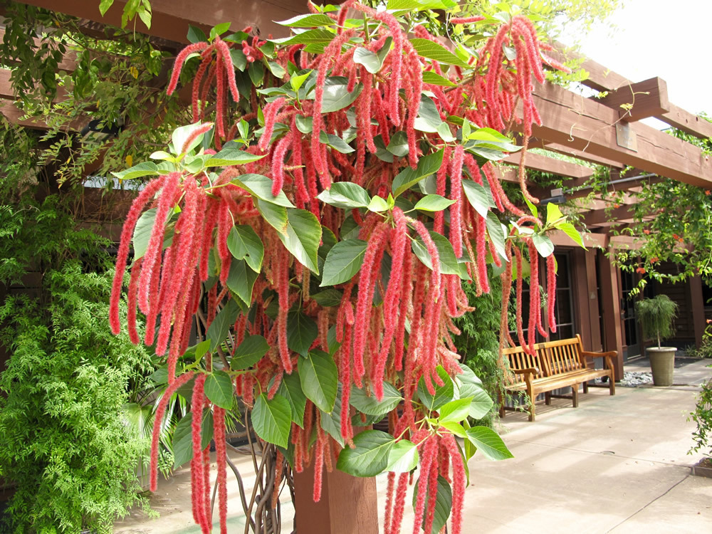 Amaranto Cola de Zorro ( Amaranthus caudatus ) 3.000 semillas - seeds