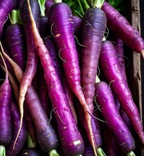 200 SEEDS Purple Dragon Carrot Seeds | Non-GMO | Free Shipping