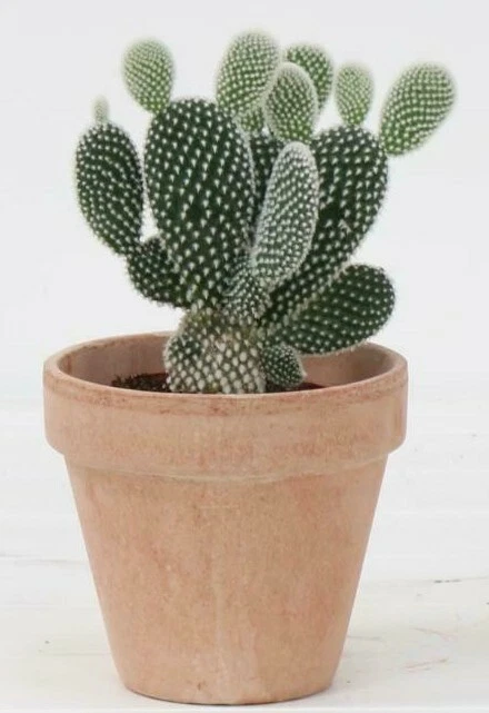 Semillas de cactus Opuntia macrocentra "Sapphire Wave" (100 semillas) Foto 2 de 4