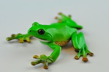 KAIYODO Book Figure NO:08 " Forest Green Tree Frog "
