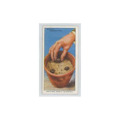 1938 Will's Cigarettes Garden Hints Potting Early Gladioli #25