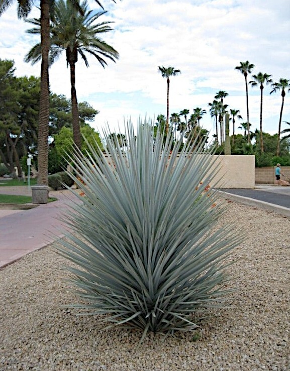 10 BLUE YUCCA TREE SEEDS (Yucca rigida) Exotic 