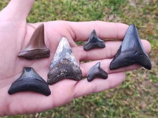 6 Piece Megalodon Tiger Bull Mako Florida Shark Tooth  Fossil Set 🔥🔥🔥