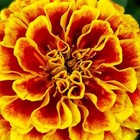 marigold87