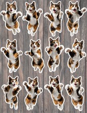 Scaredy Calico Cat Die Cut Vinyl Stickers Set Scrapbooking Laptop Water Bottle Scaredy Calico Cat Die Cut Vinyl Stickers Set Scrapbooking Laptop Water Bottle