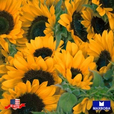 Sunflower Seeds - Sunspot Non-GMO