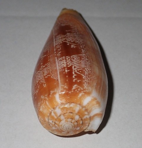 74 mm RARE Conus Vicweei Cone Seashell Surin Island Phuket Thailand Deep Water - Picture 2 of 5