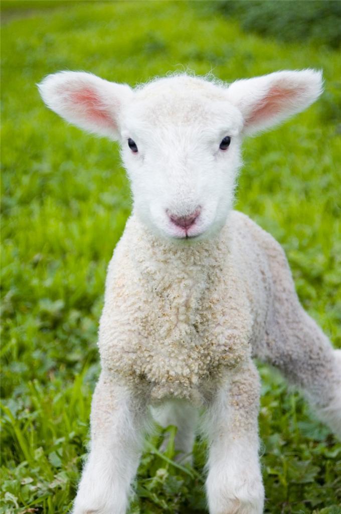 Baby Lamb Baby Lamb