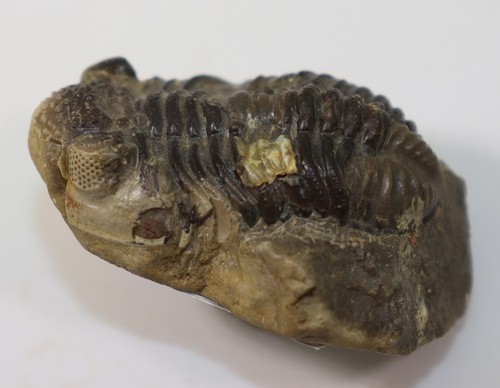 Trilobite, Geesops schlotheimi, Devon, Eifel, Gees, Gerolstein, Eifel, RFA-f347 - Photo 5/7