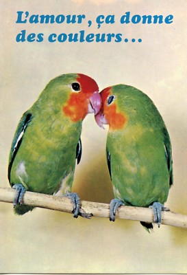 Carte Postale Fantaisie L Amour Ca Donne Des Couleurs Oiseau Perruche Ebay