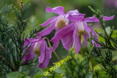 Photo 6x4 Clematis Alpina, London N14 Southgate/TQ3094 These flowers are c2015