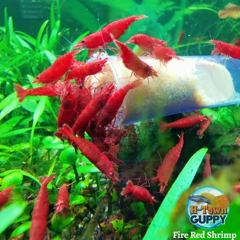 10+1 Fire Red Cherry Freshwater Neocaridina Aquarium Shrimp. Live