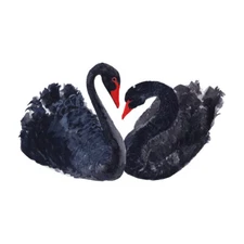 Black Swans Painting 12X16 Inch Framed Art Print