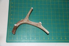 Medium Branched Deer Antler Dog Chew 25 / bone chews deer elk treats deer 1102