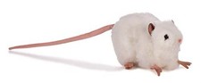 HANSA White Mouse Plush Toy No.5576 Stuffed Animal Realistic Wildlife Gift 4.7in
