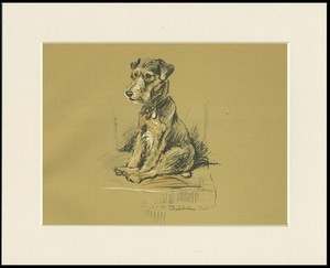 LAKELAND TERRIER VINTAGE DOG ART PRINT by LUCY DAWSON MAC READY MOUNTED