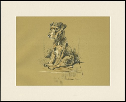 LAKELAND TERRIER VINTAGE DOG ART PRINT by LUCY DAWSON MAC READY MOUNTED