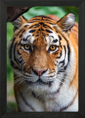 Amur Tiger Nahaufnahme Sibirien gerahmtes Wandbild Poster Leinwanddruck Bild