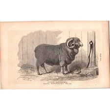 Judge Lawrence Merino Ram Curtis Kelsf Sidney OH 1867 Engraving SJ8