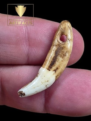 Glovers Cave Drilled Canine / Ex Vietzen